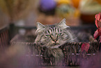 German Longhair