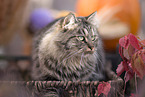 German Longhair