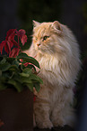 German Longhair