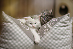 German Longhair Kitten