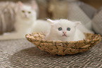 German Longhair Kitten