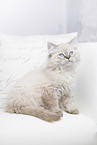German Longhair Kitten