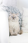 German Longhair Kitten
