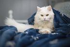 female German Longhair
