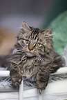 German Longhair Kitten