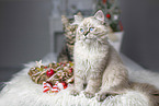 German Longhair Kitten