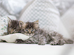 German Longhair Kitten