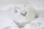German Longhair Kitten