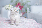 German Longhair Kitten
