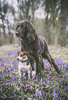 dogs
