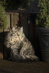 German Longhair