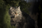 German Longhair