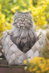 German Longhair