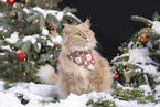 German Longhair