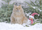 German Longhair