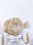 German Longhair