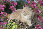 German Longhair