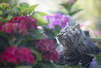 German Longhair
