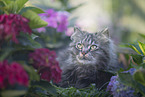 German Longhair