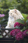 German Longhair