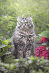 German Longhair