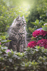 German Longhair