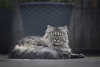 German Longhair