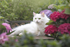 German Longhair