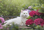 German Longhair