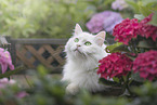 German Longhair