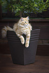 German Longhair Kitten