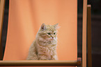 German Longhair Kitten