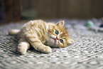 German Longhair Kitten
