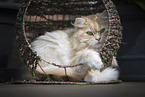 German Longhair
