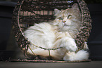 German Longhair