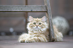German Longhair Kitten