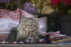 German Longhair