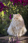 German Longhair