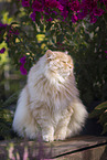 German Longhair