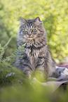 German Longhair