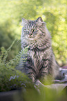 German Longhair
