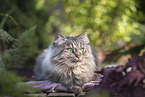 German Longhair