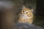 German Longhair Kitten