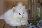 German Longhair