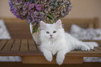 German Longhair