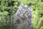 German Longhair