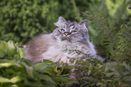 German Longhair