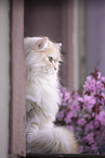 German Longhair
