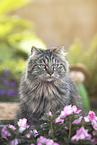 German Longhair