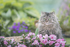 German Longhair